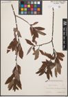 Foto von Salix cinerea L.